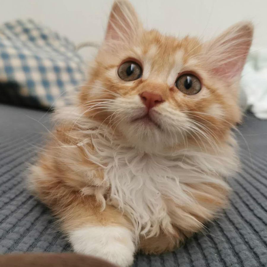 What do we do after adopting a street cat(Long Hair Dragon Li): 2021 Beginners Guide